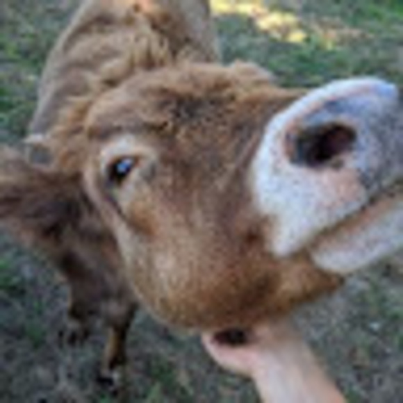 (⁠ ⁠ꈍ⁠ᴗ⁠ꈍ⁠) - Picture 1 of 1